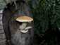 Nyárfa-tőkegomba (Hemipholiota populnea), Duna-Tisza köze